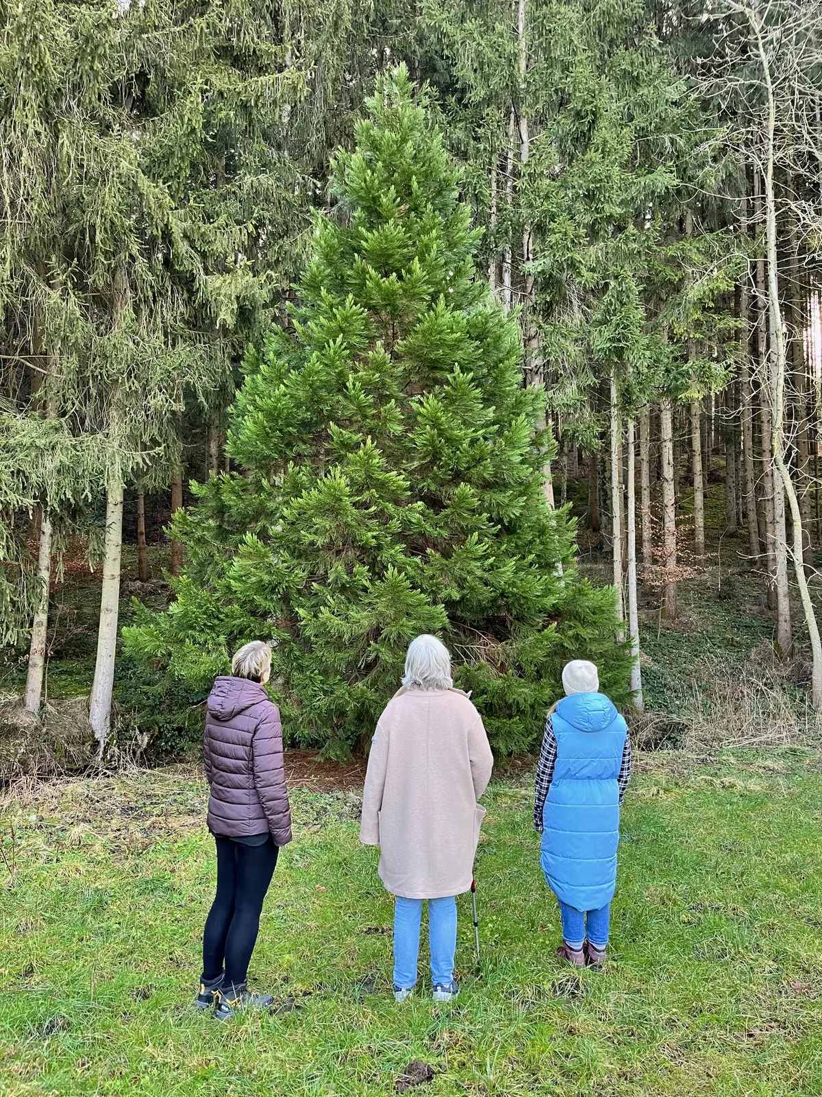 Drei Frauen stehen vor Tannen am Waldrand