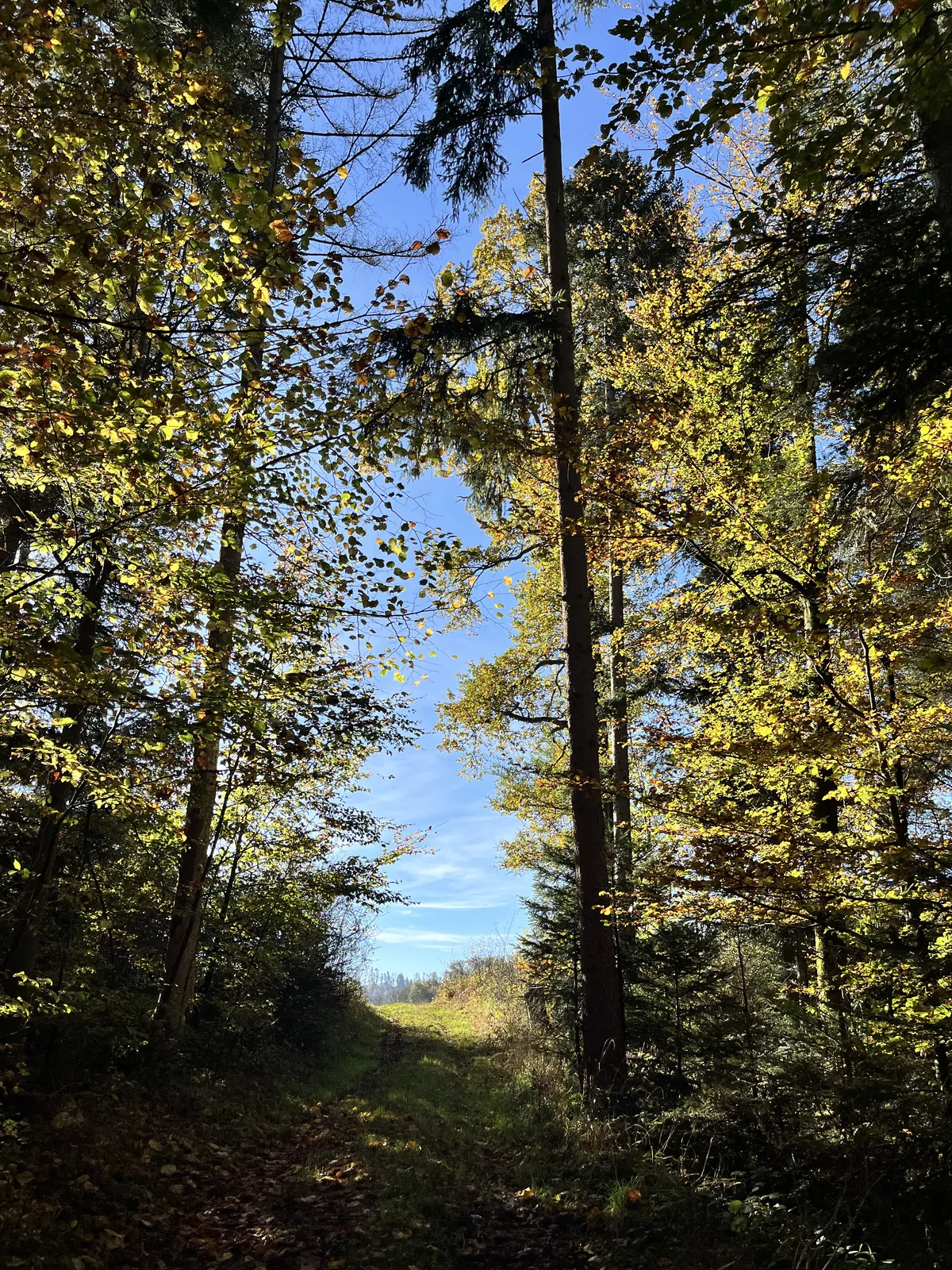 Waldweg zwischen hohen Bäumen im Sonnenlicht
